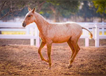 PRE Mestizo, Yegua, 2 años, 150 cm, Palomino