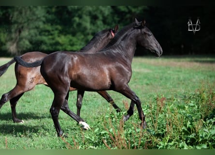 PRE Mestizo, Yegua, 2 años, 155 cm, Negro