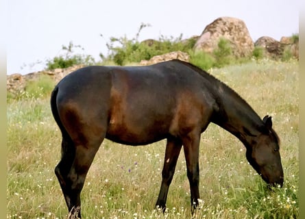 PRE Mestizo, Yegua, 2 años, 158 cm, Negro