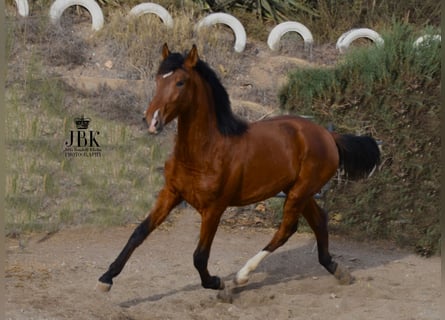 PRE, Yegua, 2 años, 160 cm, Castaño