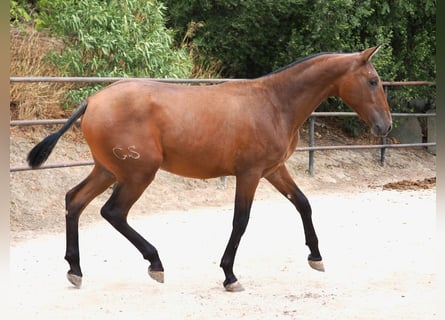 PRE Mestizo, Yegua, 2 años, 160 cm, Castaño rojizo
