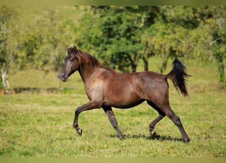 PRE, Yegua, 2 años, 160 cm, Negro