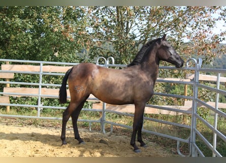 PRE Mestizo, Yegua, 2 años, 162 cm, Negro