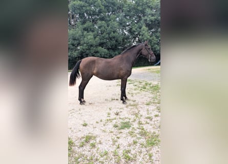 PRE Mestizo, Yegua, 2 años, 162 cm, Negro