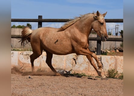 PRE, Yegua, 2 años, 162 cm, Palomino