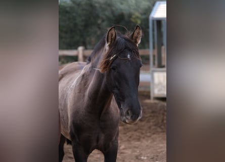 PRE Mestizo, Yegua, 2 años, 163 cm, Negro