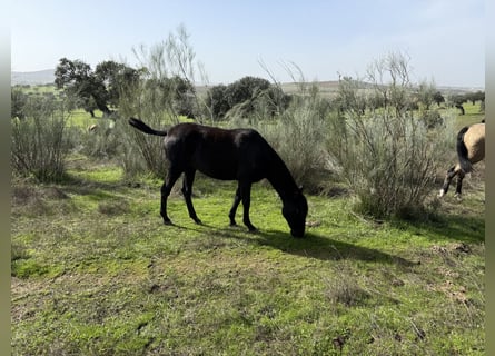 PRE Mestizo, Yegua, 2 años, 165 cm, Negro