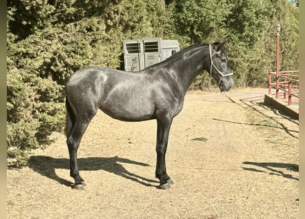 PRE Mestizo, Yegua, 2 años, 165 cm, Tordo
