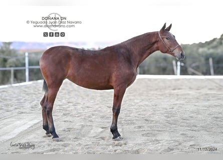 PRE Mestizo, Yegua, 2 años, 166 cm, Castaño claro