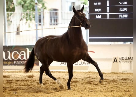 PRE Mestizo, Yegua, 2 años, 170 cm, Negro