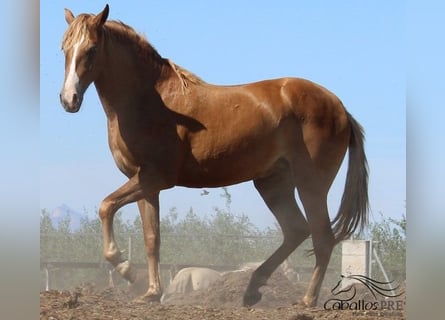 PRE, Yegua, 2 años, Alazán