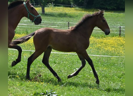 PRE Mestizo, Yegua, 2 años