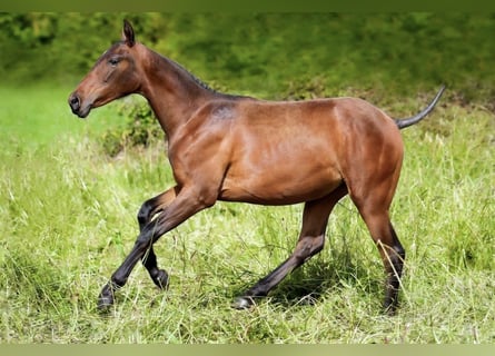 PRE, Yegua, 2 años, Castaño