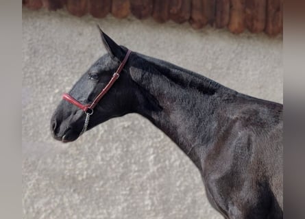 PRE, Yegua, 2 años, Negro