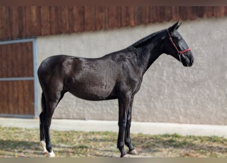 PRE, Yegua, 2 años, Negro