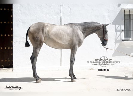 PRE, Yegua, 2 años, Tordo picazo