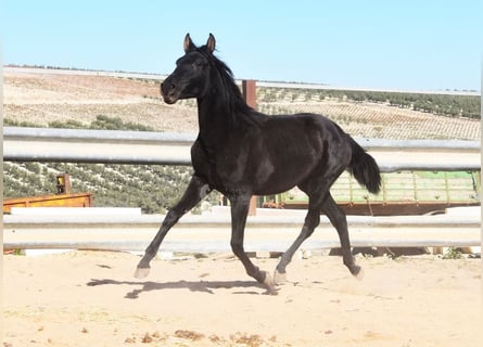 PRE Mestizo, Yegua, 3 años, 144 cm, Negro