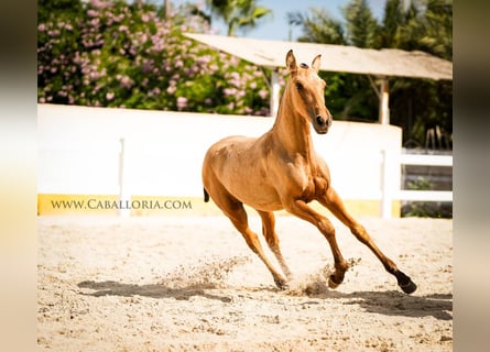 PRE Mestizo, Yegua, 3 años, 145 cm, Buckskin/Bayo