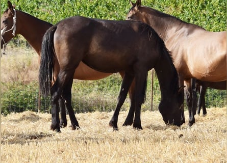 PRE Mestizo, Yegua, 3 años, 150 cm, Negro