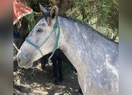PRE Mestizo, Yegua, 3 años, 150 cm, Tordo