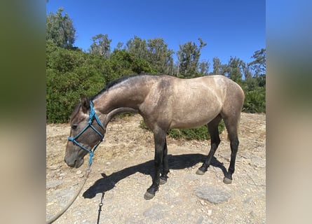 PRE Mestizo, Yegua, 3 años, 153 cm, Tordo