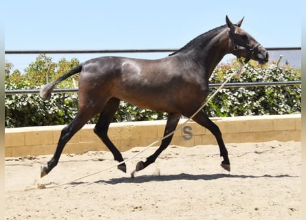 PRE, Yegua, 3 años, 154 cm, Tordo