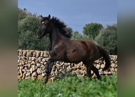 PRE Mestizo, Yegua, 3 años, 158 cm, Negro