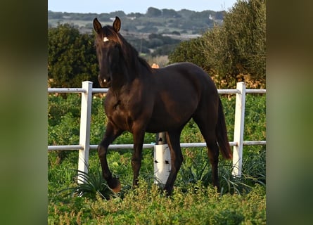 PRE, Yegua, 3 años, 158 cm, Negro