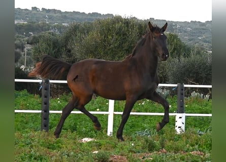 PRE, Yegua, 3 años, 158 cm, Negro