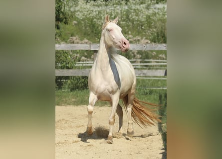 PRE, Yegua, 3 años, 158 cm, Perlino