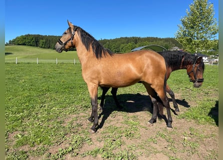 PRE, Yegua, 3 años, 160 cm, Buckskin/Bayo