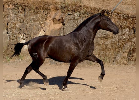 PRE Mestizo, Yegua, 3 años, 160 cm, Negro