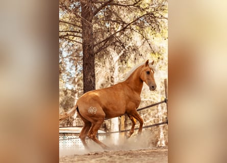 PRE Mestizo, Yegua, 3 años, 160 cm, Palomino