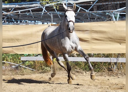 PRE, Yegua, 3 años, 161 cm, Tordo