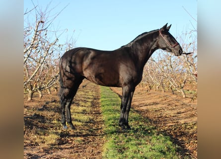 PRE Mestizo, Yegua, 3 años, 162 cm, Negro