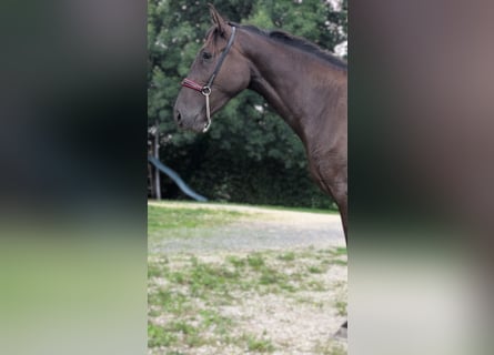PRE Mestizo, Yegua, 3 años, 162 cm, Negro