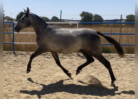 PRE, Yegua, 3 años, 162 cm, Tordo