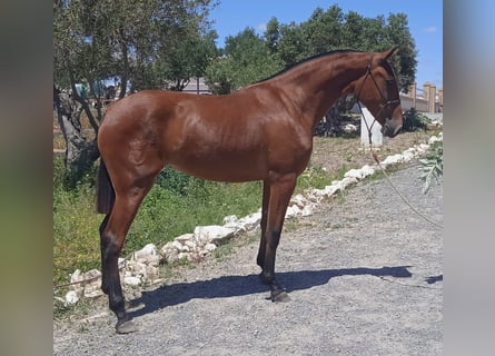 PRE, Yegua, 3 años, 163 cm, Castaño claro