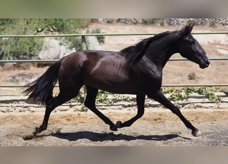 PRE Mestizo, Yegua, 3 años, 164 cm, Negro