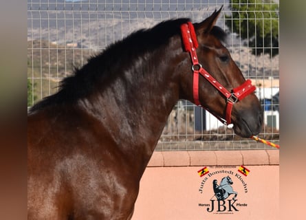 PRE, Yegua, 3 años, 165 cm, Castaño