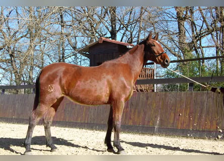 PRE, Yegua, 3 años, 165 cm, Castaño