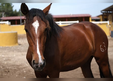 PRE Mestizo, Yegua, 3 años, 165 cm, Castaño rojizo