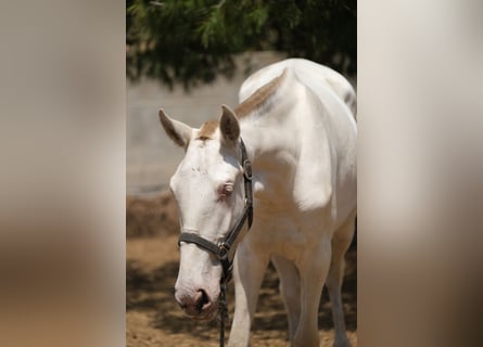 PRE Mestizo, Yegua, 3 años, 165 cm, Perlino