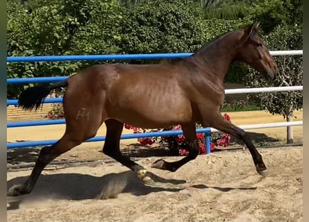 PRE, Yegua, 3 años, 166 cm, Castaño oscuro