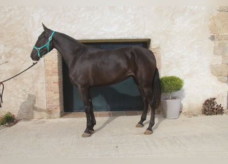 PRE Mestizo, Yegua, 3 años, 168 cm