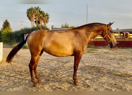 PRE Mestizo, Yegua, 3 años, 170 cm, Bayo