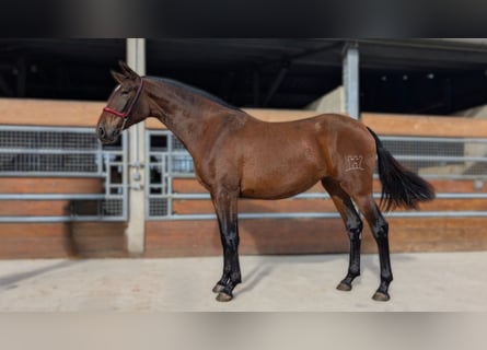 PRE Mestizo, Yegua, 3 años