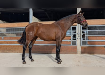 PRE Mestizo, Yegua, 3 años