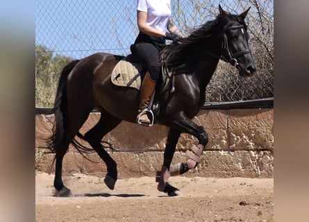 PRE, Yegua, 4 años, 153 cm, Negro