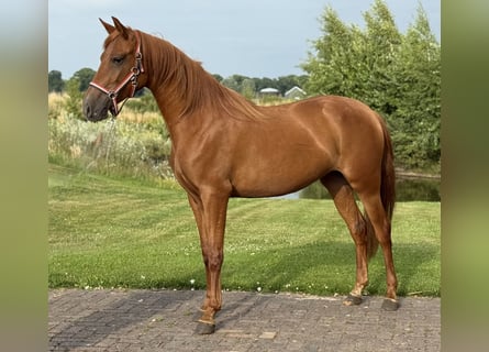 PRE Mestizo, Yegua, 4 años, 154 cm, Alazán-tostado